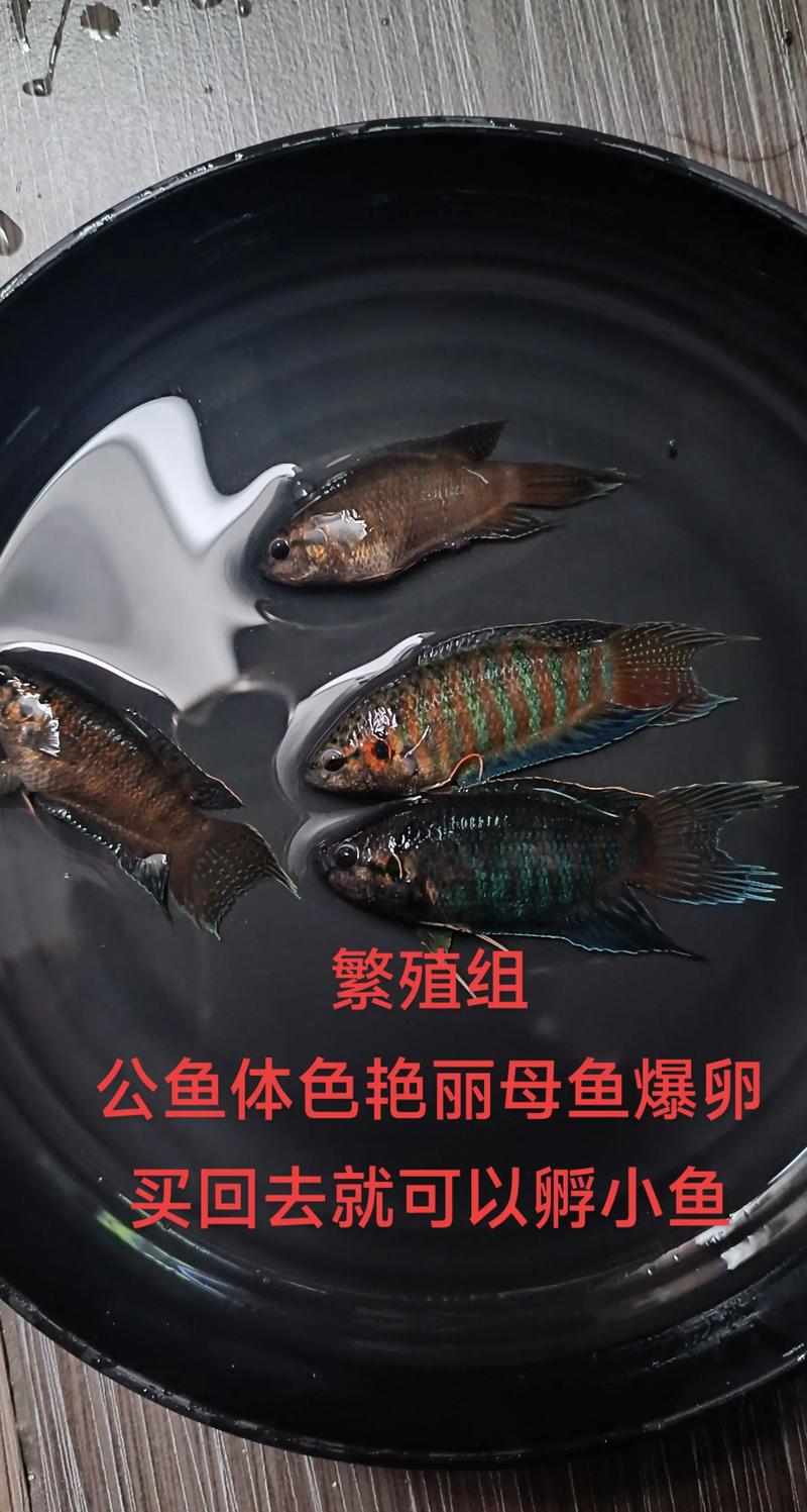 互联网协会 揭晓 斗鱼