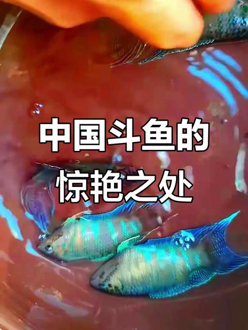 互联网协会 揭晓 斗鱼