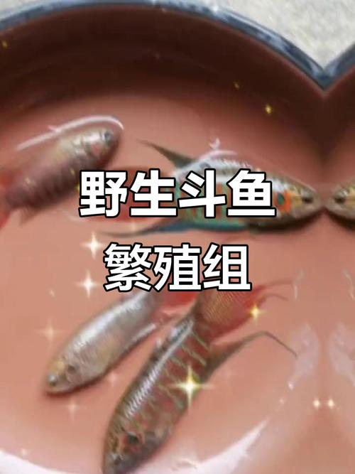 互联网协会 揭晓 斗鱼